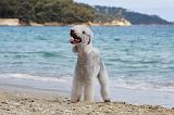 BEDLINGTON TERRIER 054